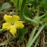 Cucumis melo L.